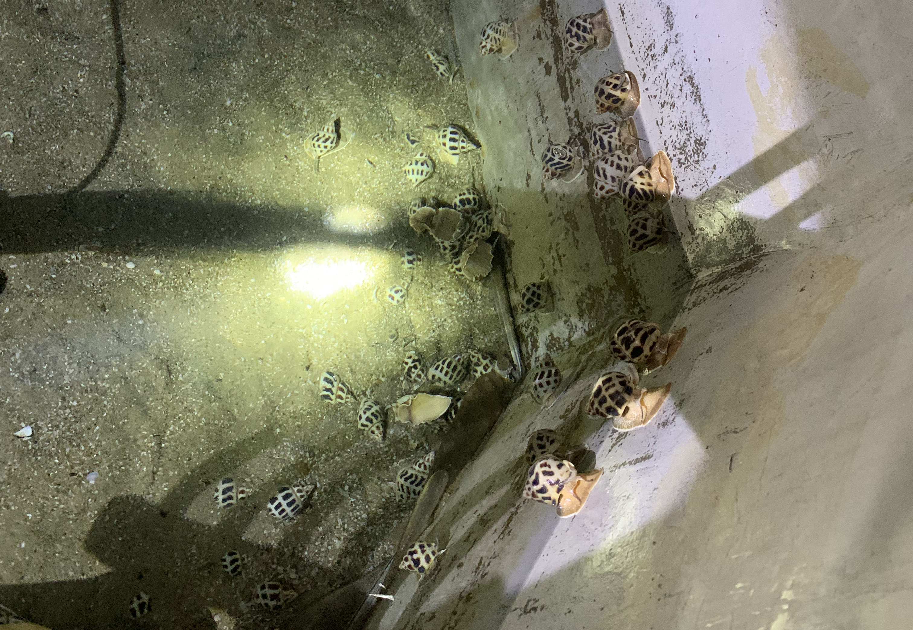 灰色水性養殖漆