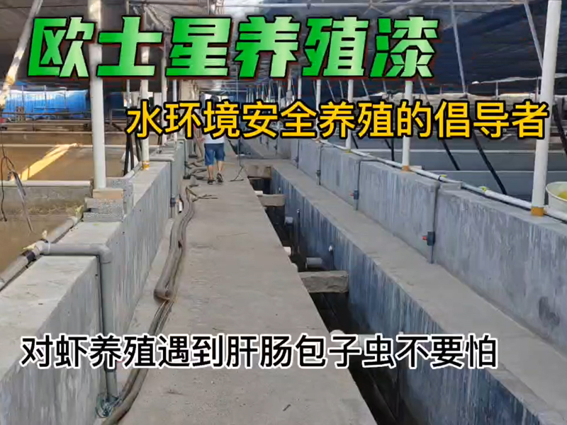 對蝦養殖遇到肝腸孢子蟲不要怕，歐士星有方案，刷一刷歐士星養殖漆，給養蝦成功率多一層保障