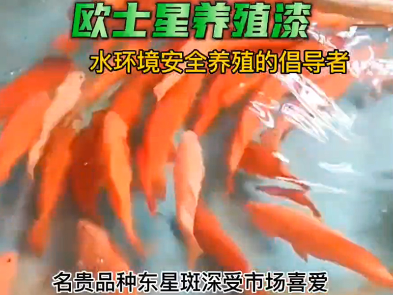 東星斑深受市場喜愛，定期刷一刷養殖漆給東星斑一個好的環境是必要的。刷漆前清理池子，打磨有助于養殖漆更好的附著，歐士星養殖漆安全，環保，施工簡便，施工人員無需帶面罩，均勻涂刷5-7天即可放水養殖，#水產養殖 #東星斑 #歐士星養殖漆